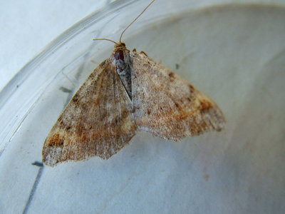 Tawny-barred Angle